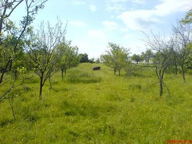 TEREN CAMPULUNG ARGES